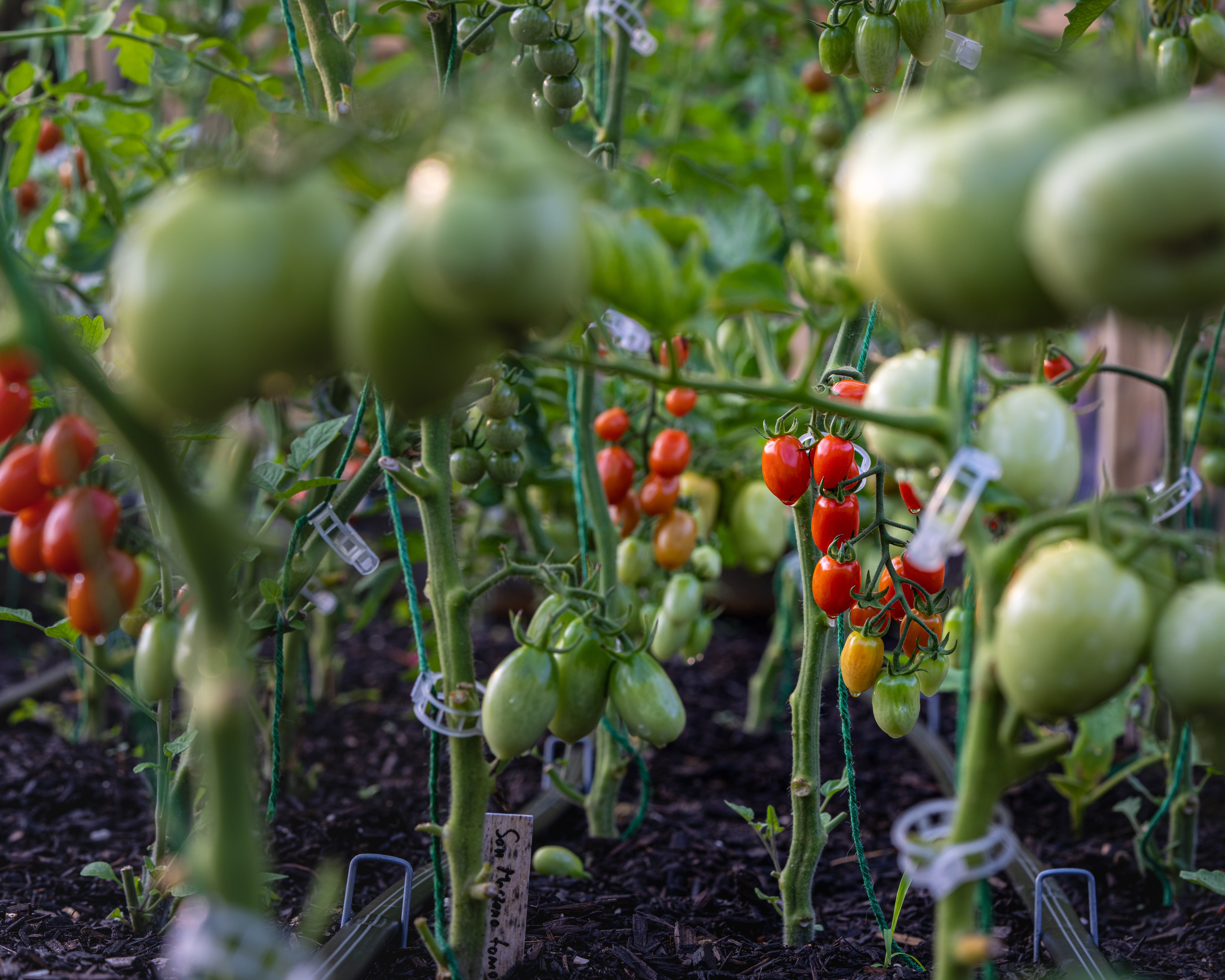 Nawożenie pomidorów – jaki nawóz wybrać?